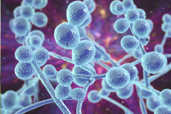 Mastering Candida Management-A Practitioner’s Guide to Comprehensive Care